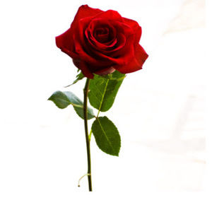 Meet your Posher, Pxrxnxid